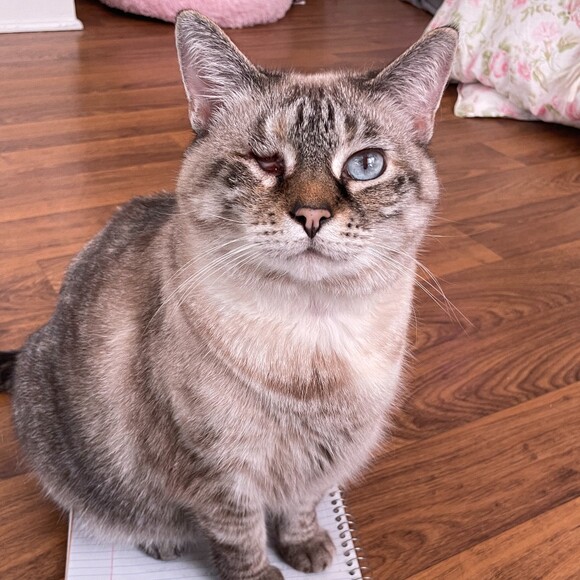 basilcatcloset
